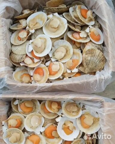 Гребешок Приморский на полустворке 2022