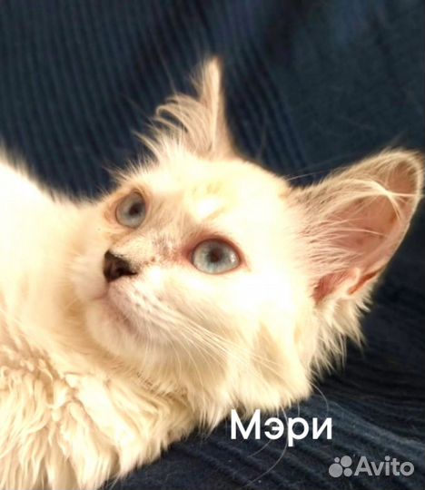 Мы очень хотим стать домашними