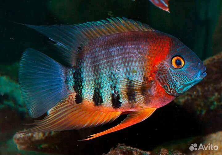 Аквариумные рыбки