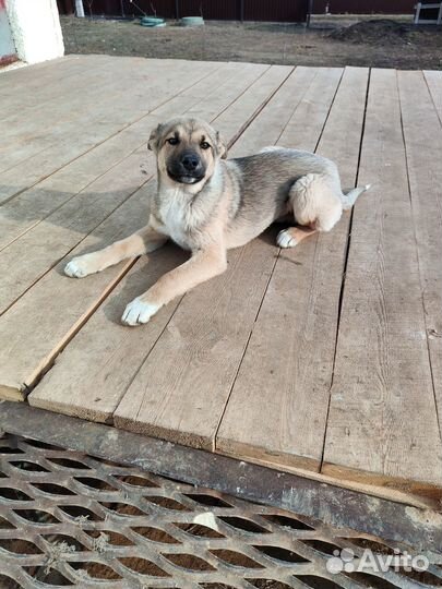 Щенки в добрые руки