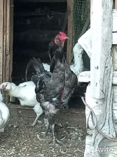 Племенная птица