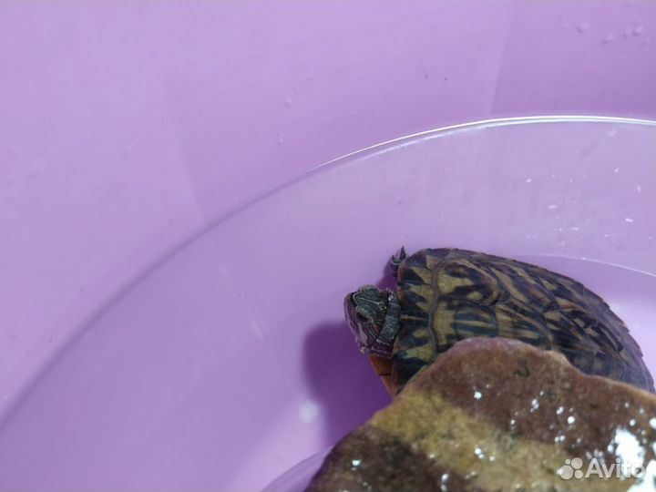 Красноухая черепаха