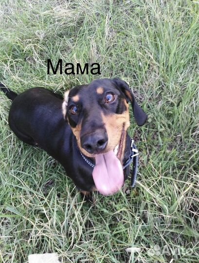 Стандартная такса, щенки