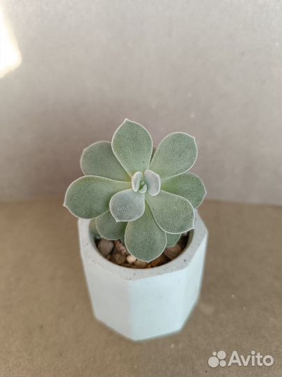 Суккуленты