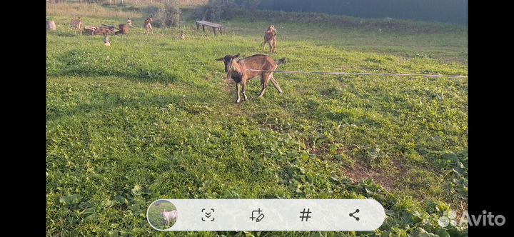 Козы дойные и молодняк