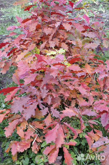 Cаженцы Красного канадского дуба