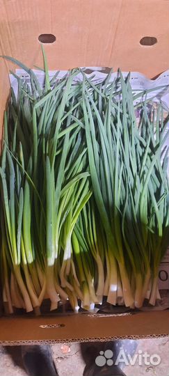 Лук зеленый