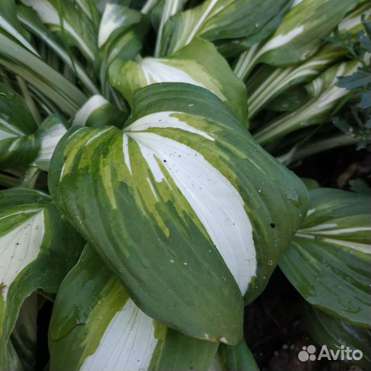 Хоста трехцветная