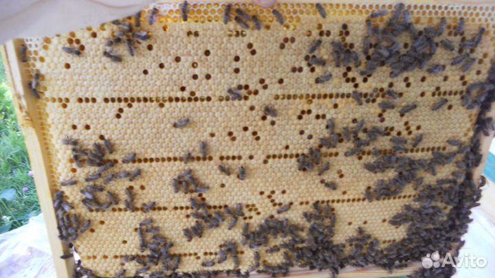 Пчелопакеты Пчелосемьи