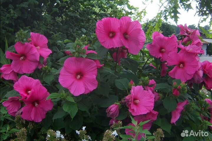 Продаю цветок Гибискус