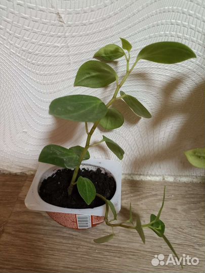 Традесканция