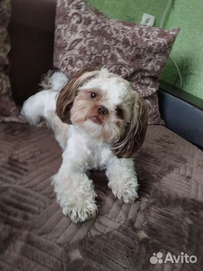 Собака Ши -тцу