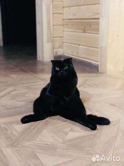 Шотландский вислоухий котик