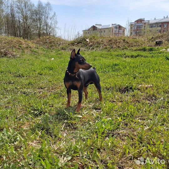 Цвергпинчер