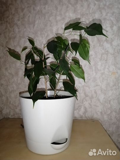 Фикус бенджамина