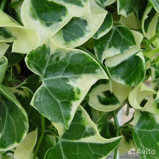 Растение плющ крестовник крупноязычковый