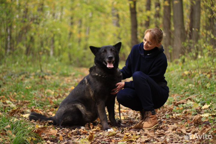 Собака в добрые руки отдам бесплатно