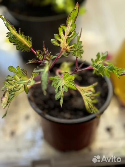 Колеусы сортовые