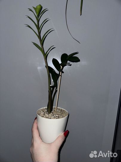 Замиокулькас