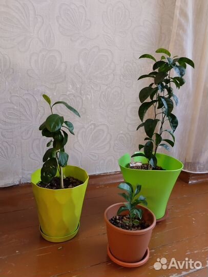 Мандарины и лимон