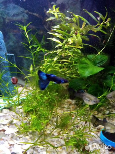 Аквариумные рыбки