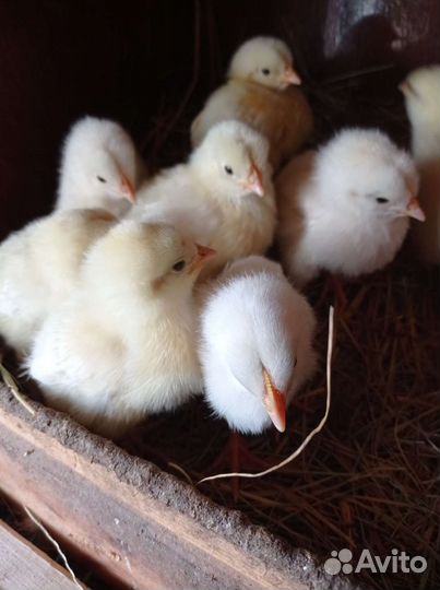 Инкубационное яйцо