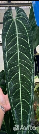 Антуриум варока