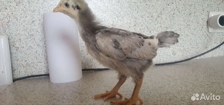 Цыплята несушки