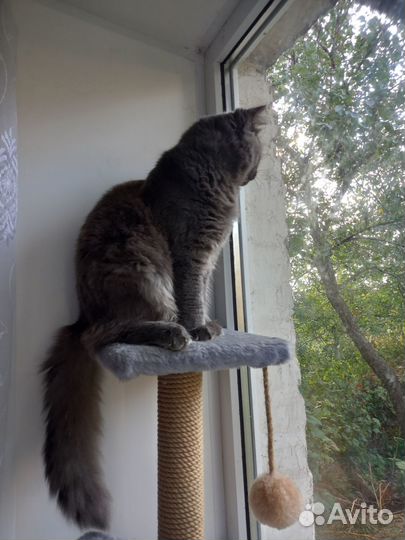 Кота отдам бесплатно