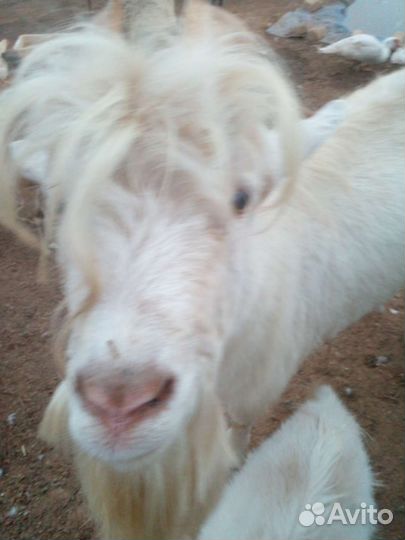 Козел заанинской породы очень крупный