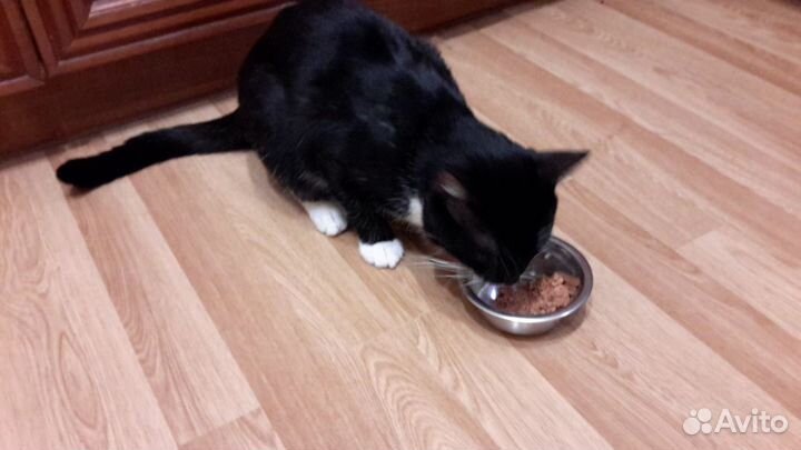 Котик Томас в добрые руки