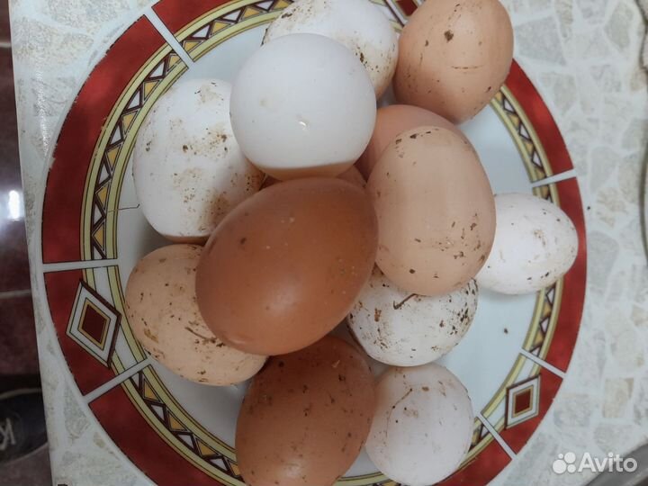 Домашние куриные яйца