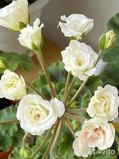 Пеларгония