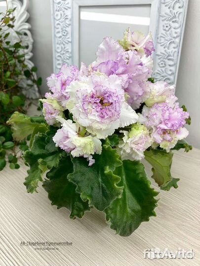 Фиалки (листы)