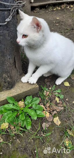 Пристрою кошечку в добрые руки