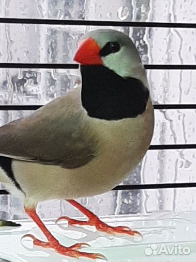 Острохвостые амадины