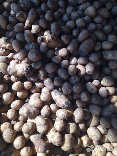 Продам картофель оптом от 20 т