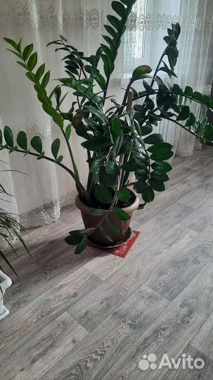 Замиокулькас