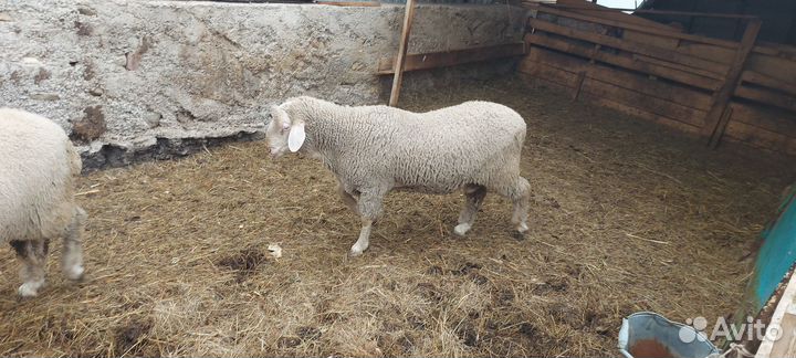 Бараны линкольн,мериноланд