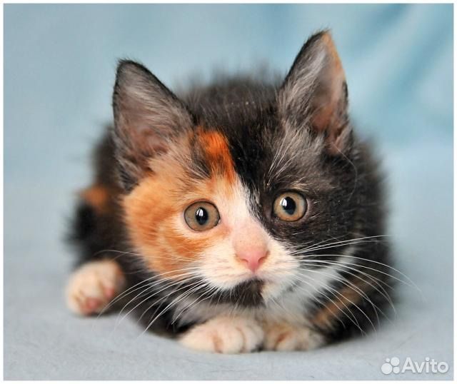 Трехцветный котенок. Трехцветные котята