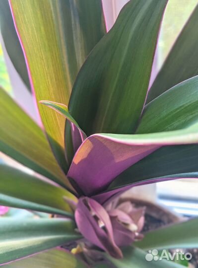 Традесканция Рео