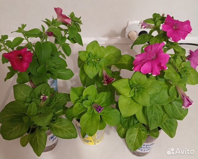 Рассада петунии