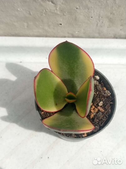 Крассулы сортовые