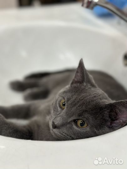 Кот