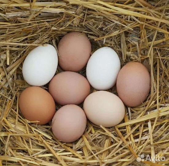 Домашние куриные яйца