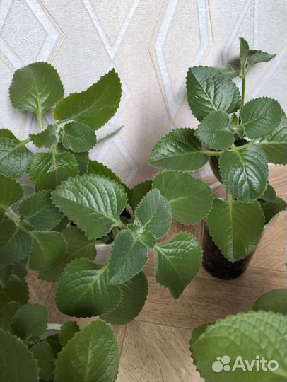 Мята комнатная