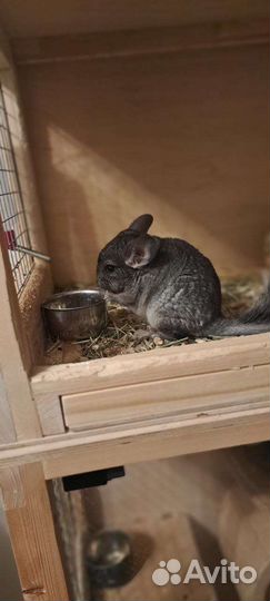 Шиншилла девочка