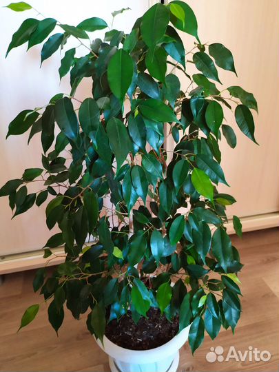 Фикус бенджамина