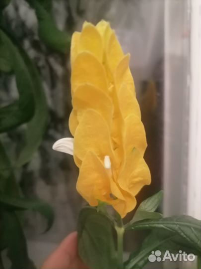 Комнатные цветы цветущие