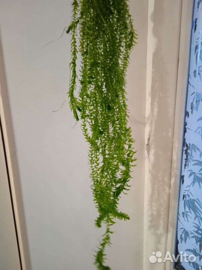 Водоросли для аквариума